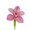 Орхидеи
